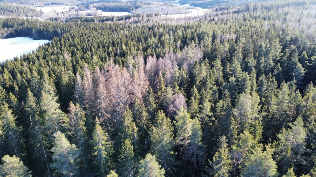 Drönarbild barkborreangrepp
