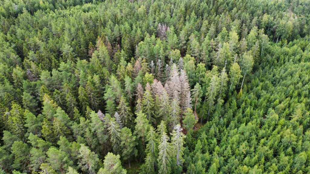 Drönarbild barkborreangrepp