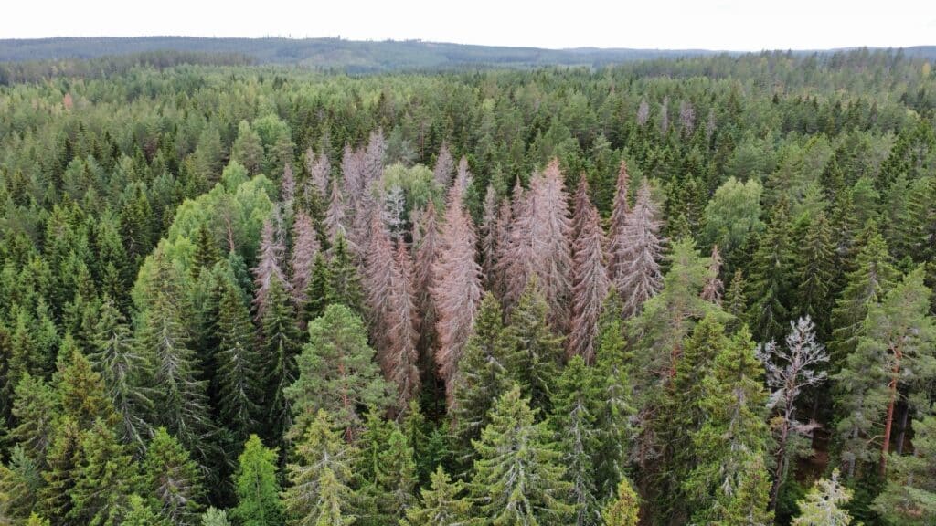 Angripna barkborregranar. Foto Pierre Wikström, Bergkvist Siljan.