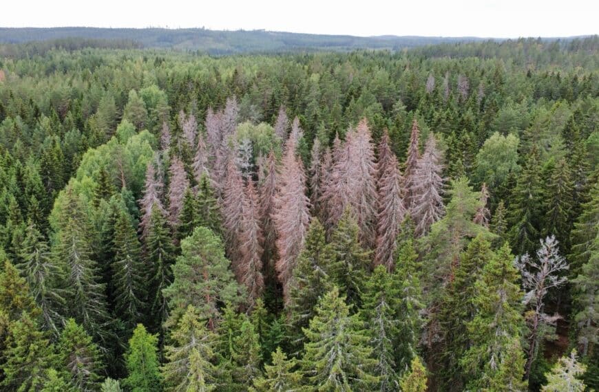 Drönarbild barkborreangrepp