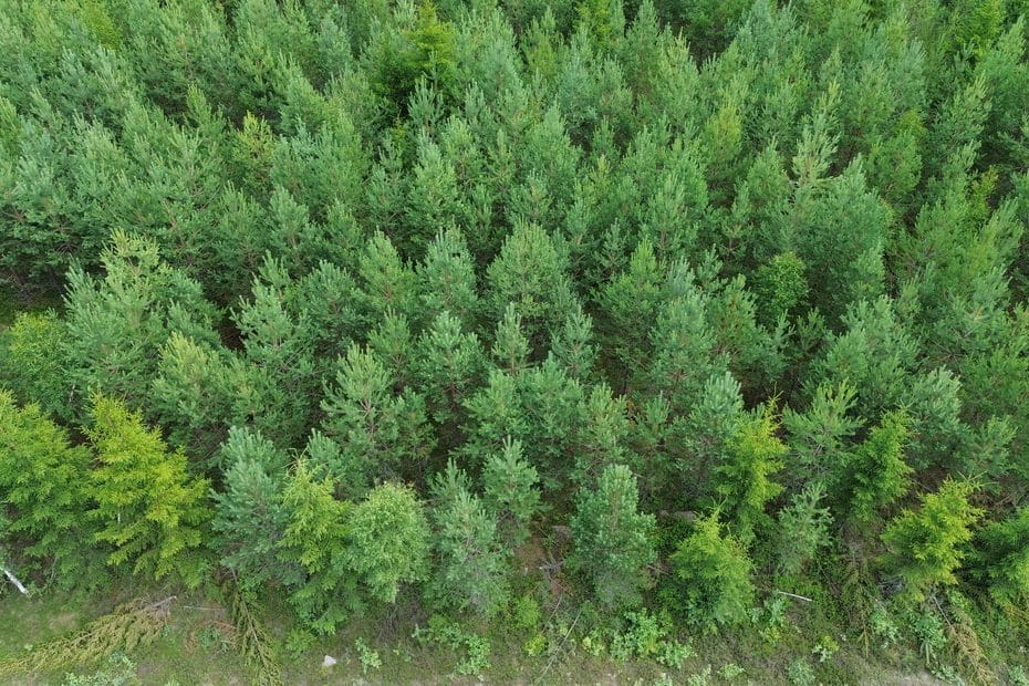 Gallra klokt – skapa framtida värden i din skog