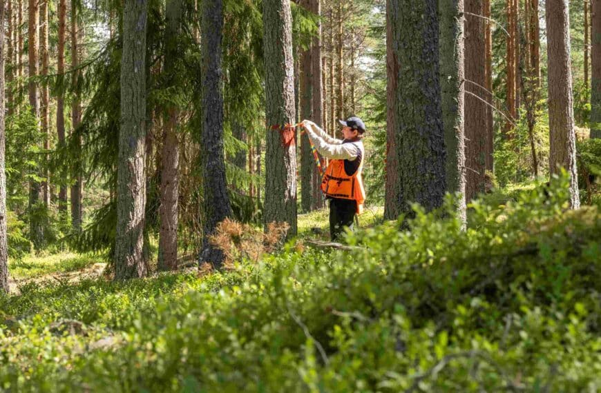 Åtgärder i din skog